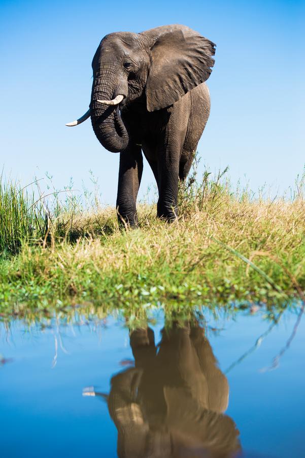 Royal Zambezi Lodge Mafuta Dış mekan fotoğraf